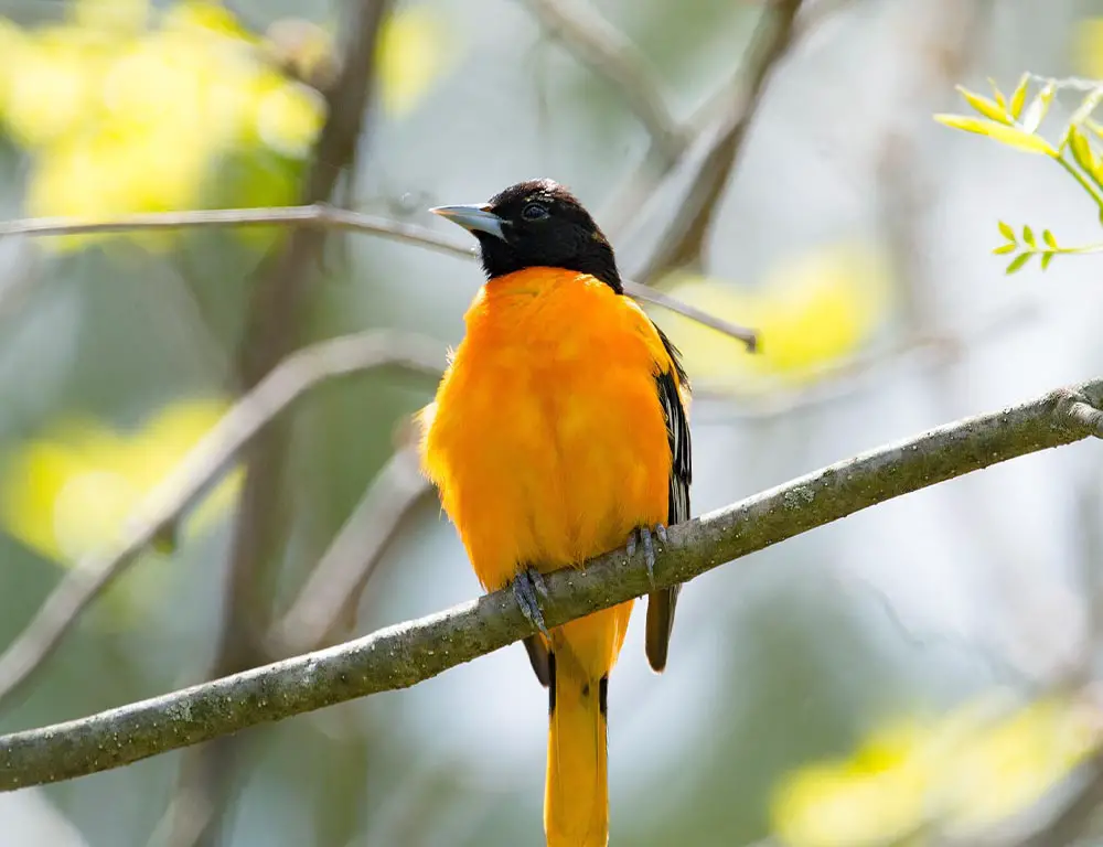 Old World Orioles