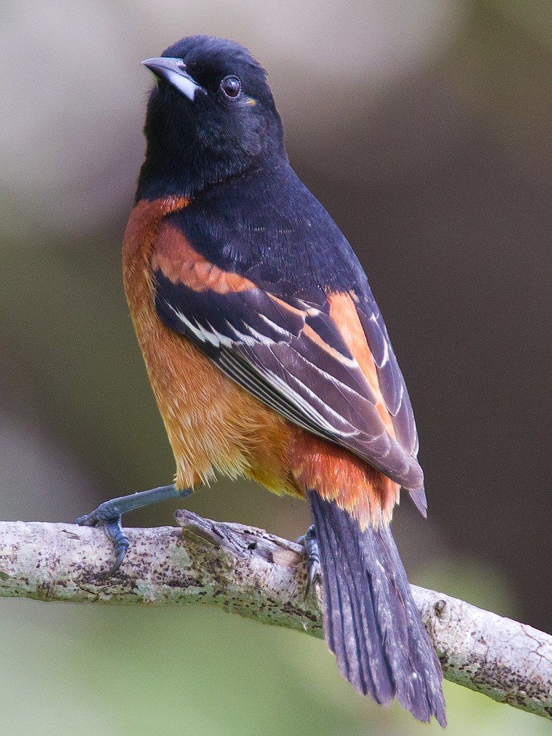 Orchard_oriole__12