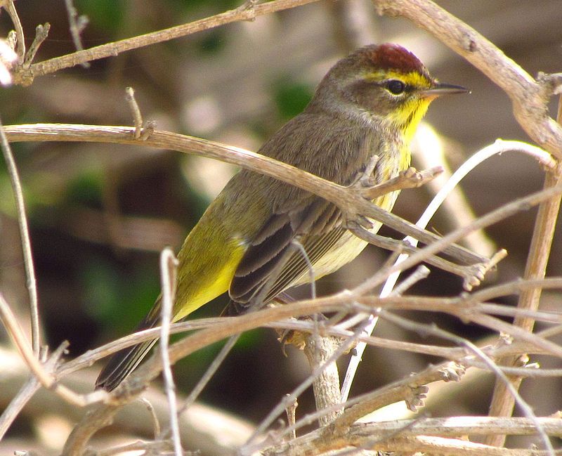 Palm_warbler__32