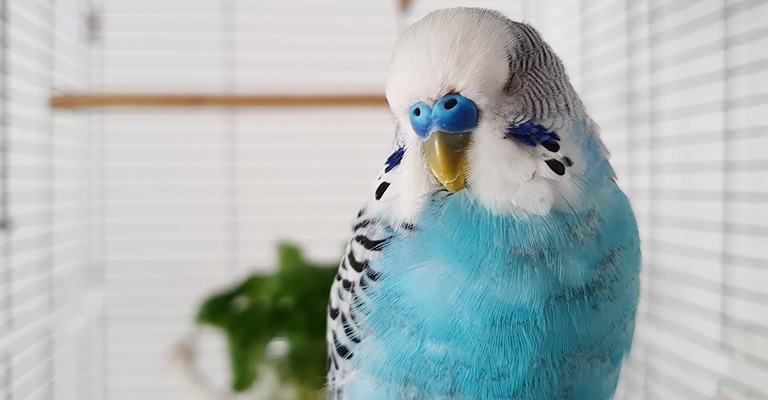 Parakeet Cere Problems