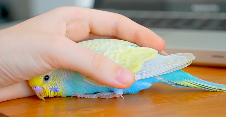 Parakeet Training Tips