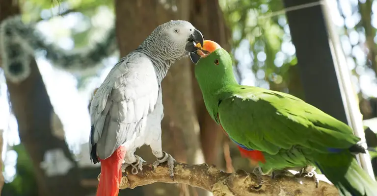 Parrot Intelligence Cognitive Abilities