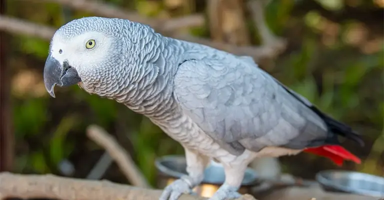 Parrot Intelligence: Natural Abilities