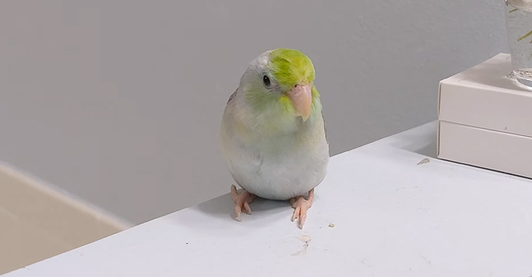 Parrotlet As Pets Pros and Cons