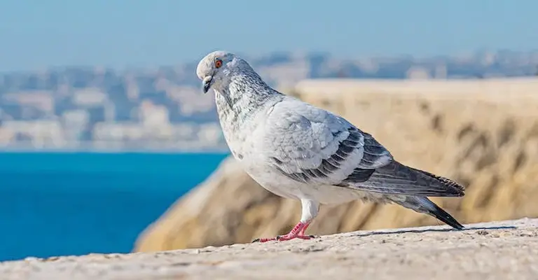 Pigeon Body Language