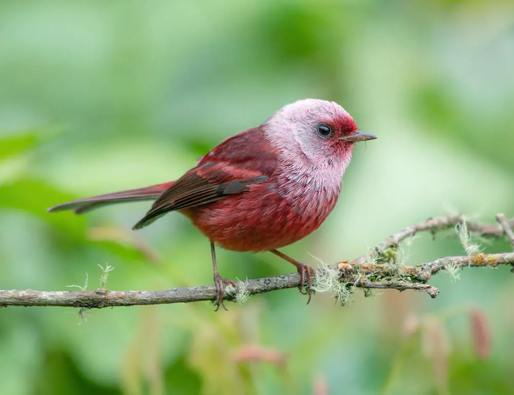 Pink-Headed Warbler