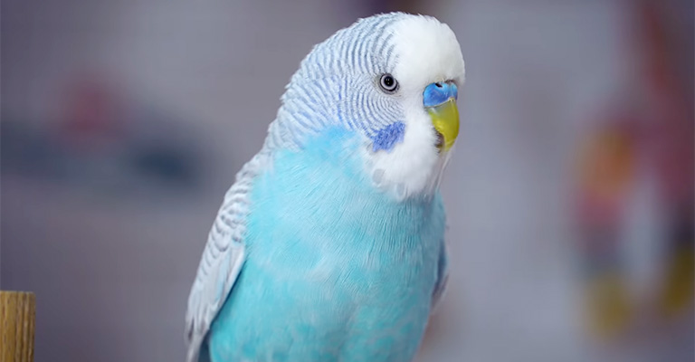 Potential Causes Of Whimpering Noises In Budgies