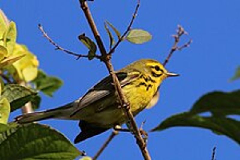 Prairie_warbler__23