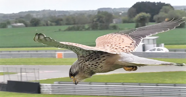 Prey Selection of Hawks