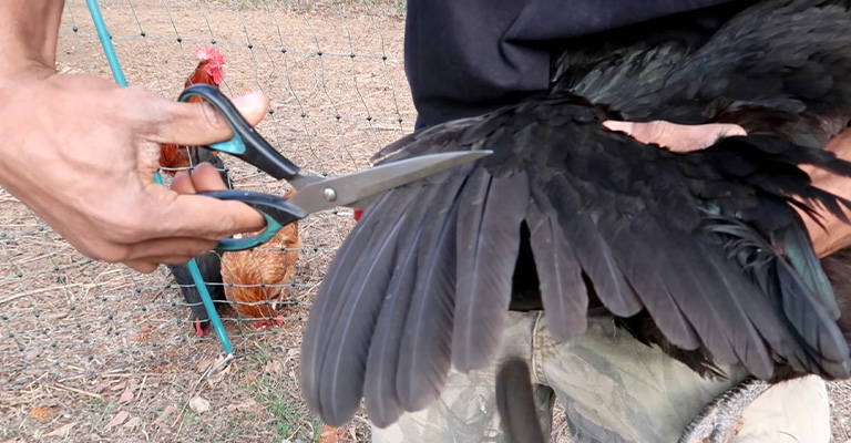 Pros And Cons Of Clipping Chicken Wings