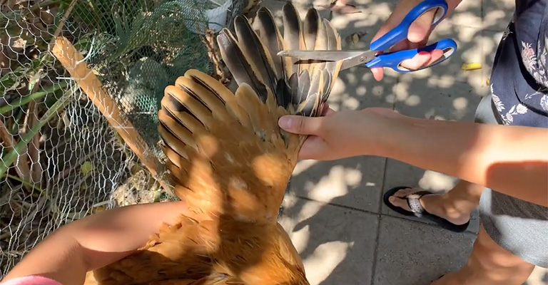 Pros Of Clipping Chicken Wings
