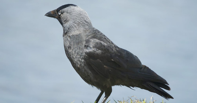 Ravens in English Folklore