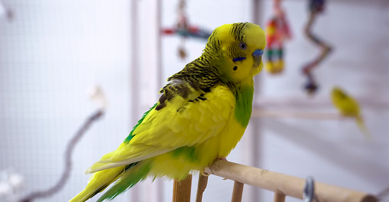Reasons For Squawking In A Parakeet