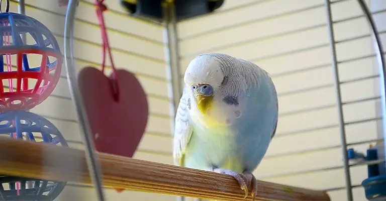 Reasons Why A Quiet Environment Is Beneficial For Budgies