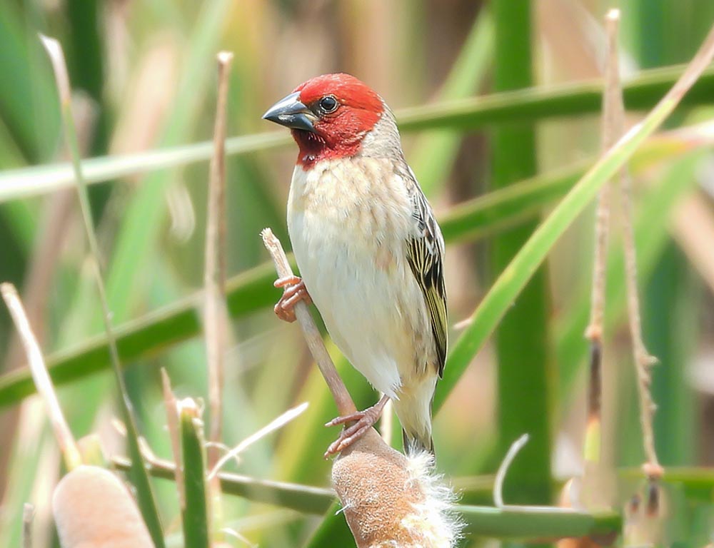 Red-Headed Quelea