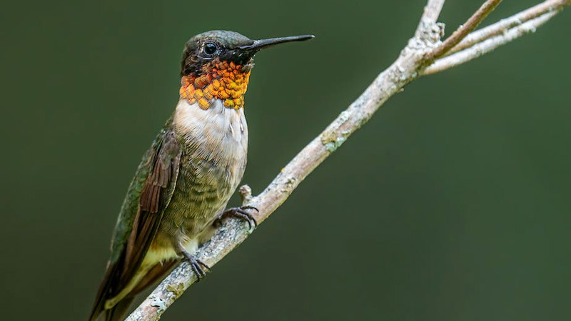 Red Hummingbird