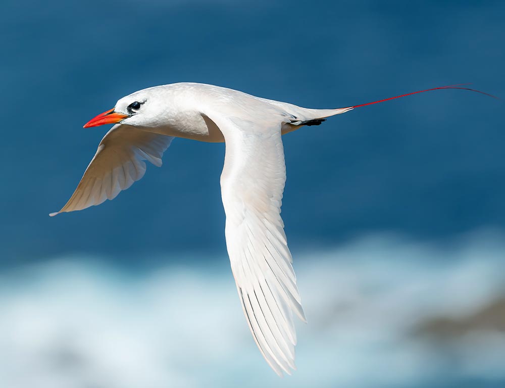 Red-Tailed Tropicbird
