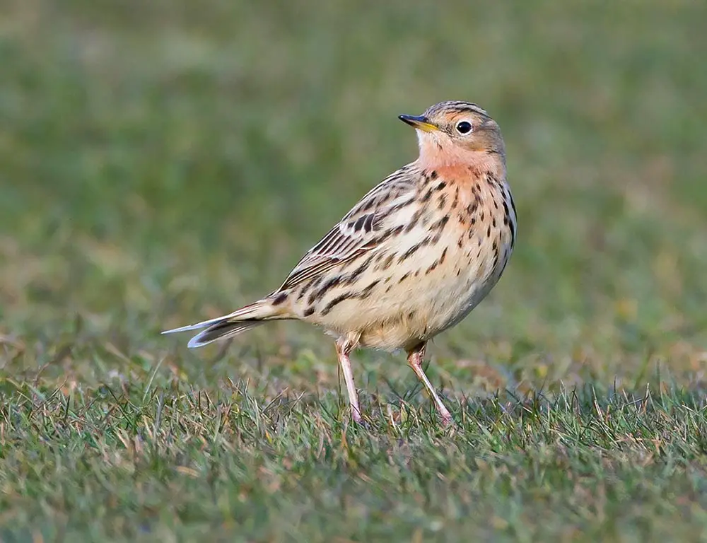 Red-Throated Pipit