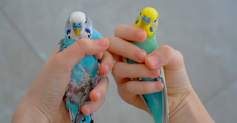 Reducing Parakeet Squawking: Practical Tips