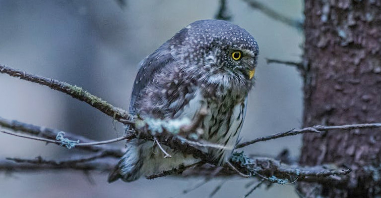 Risks of Rainy Weather for Owls