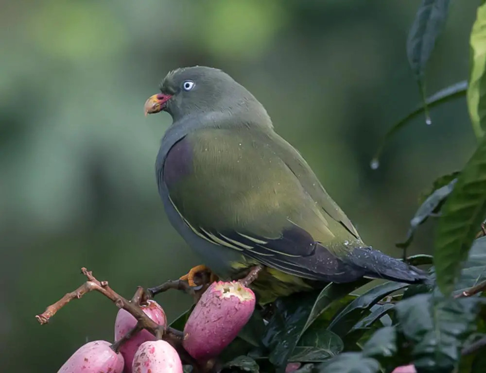 São Tomé Green Pigeon
