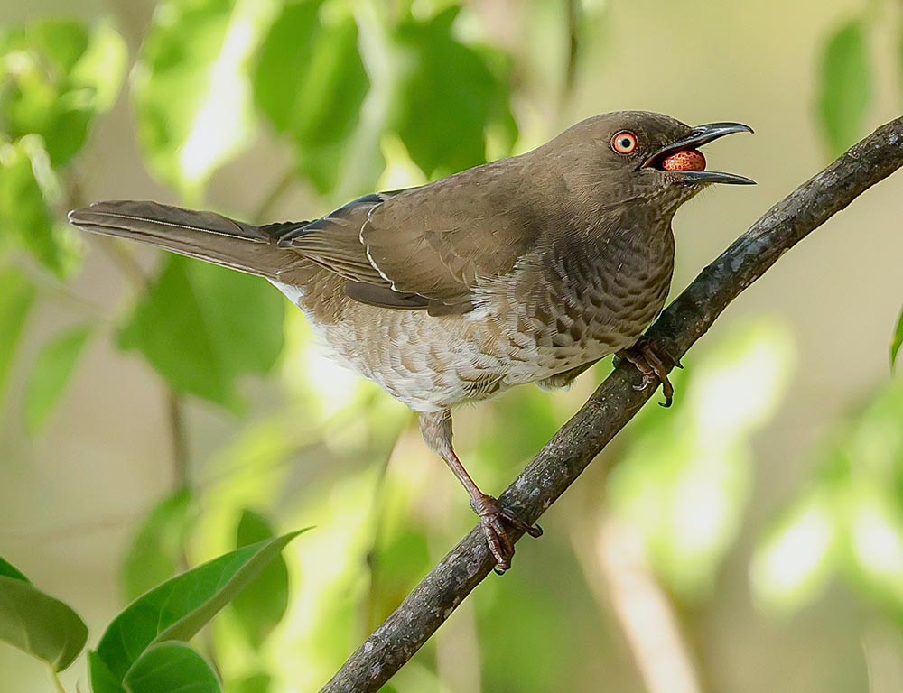 Scaly-Breasted Thrasher