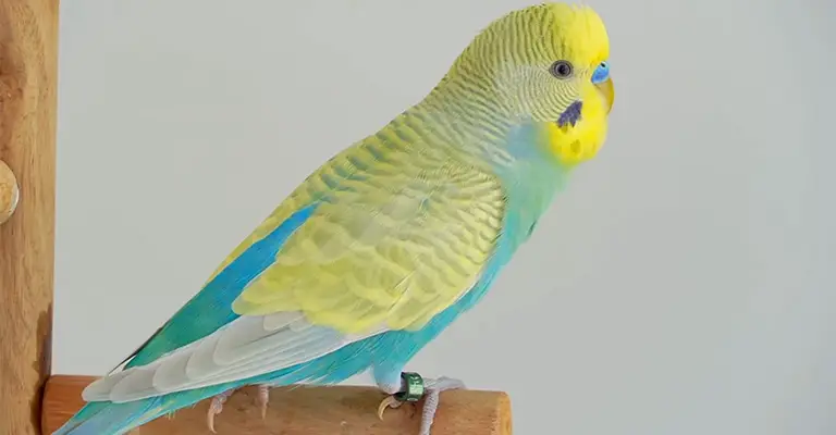 Why Does My English Budgie Keep Facing the Wall