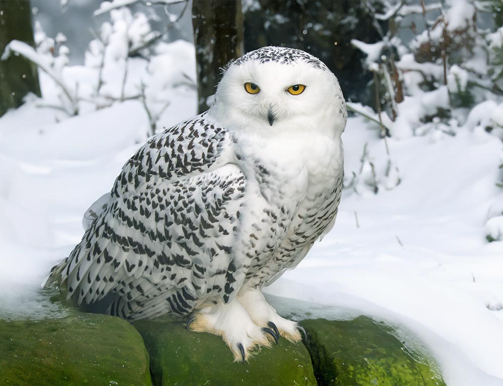 Snowy Owl