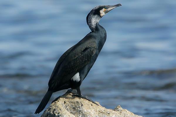 Spectacled Cormorant