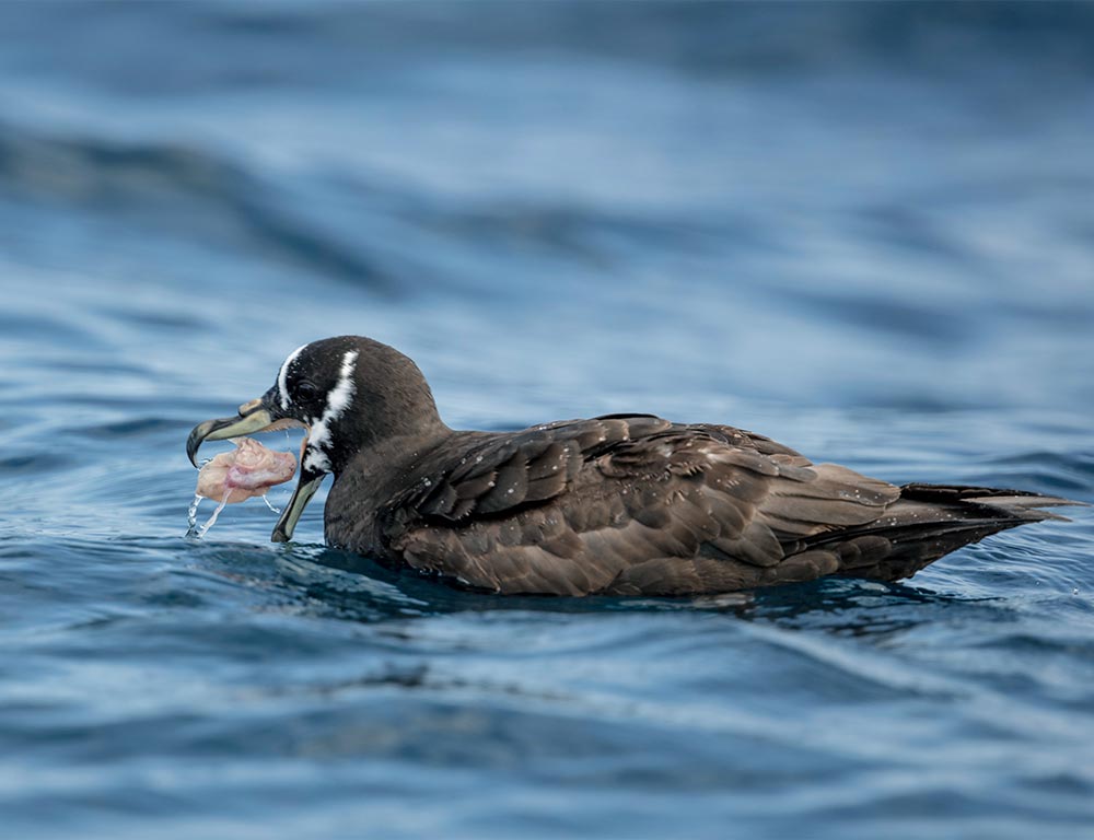Spectacled Petrel