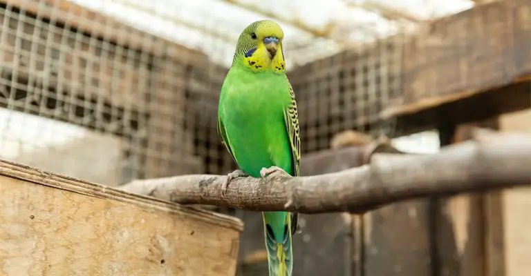 Stressed Budgie Behavior-Understanding And Addressing The Signs