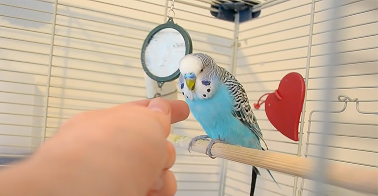Teaching A Parakeet To Step Up And Off
