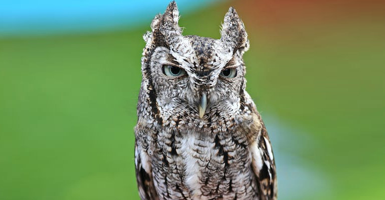 The Biology of Owl-Head Bobbing