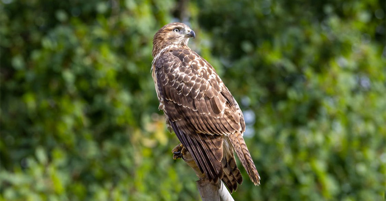 The Endangered Species Act And Hawk Conservation