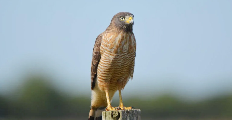 The Importance Of Hawks In Ecosystems