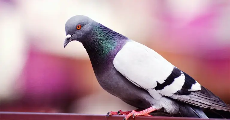 The Significance of Some Behavior Patterns of Pigeons