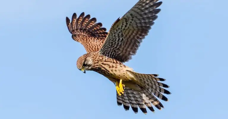 What Is The Spiritual Meaning Of Seeing A Hawk