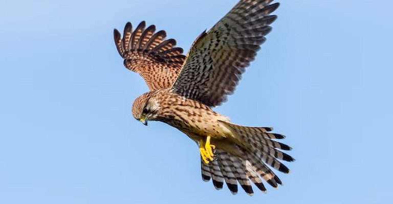 The Biblical Meaning of Seeing a Hawk