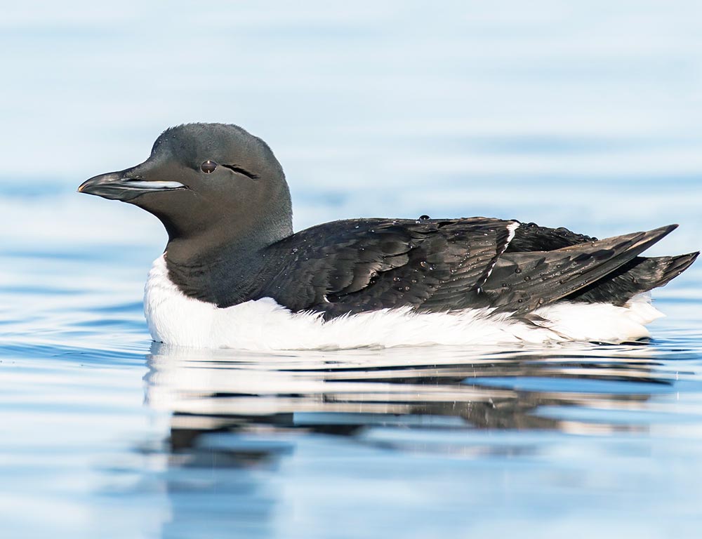 Thick-Billed Murre