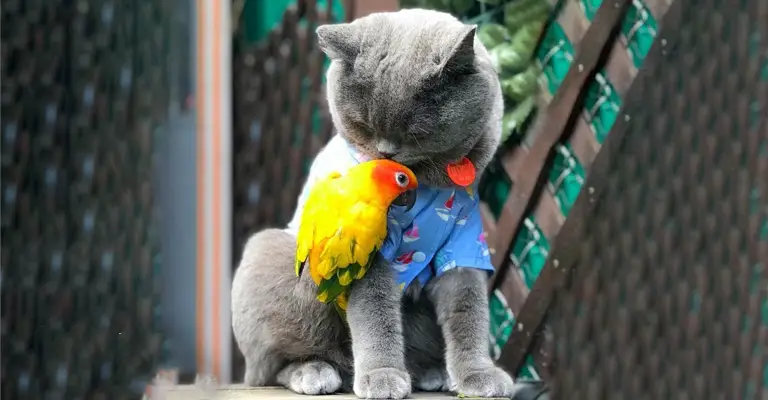 How To Introduce A Bird To A Cat