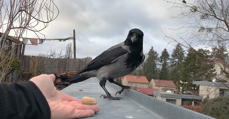 Training Techniques for Crows