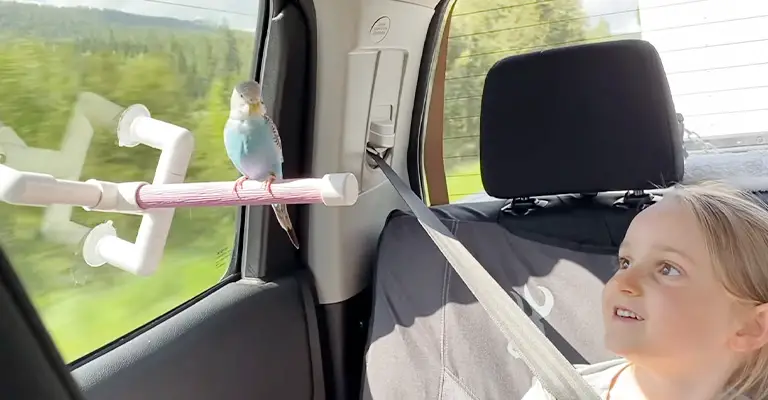 Traveling Stressful for Birds