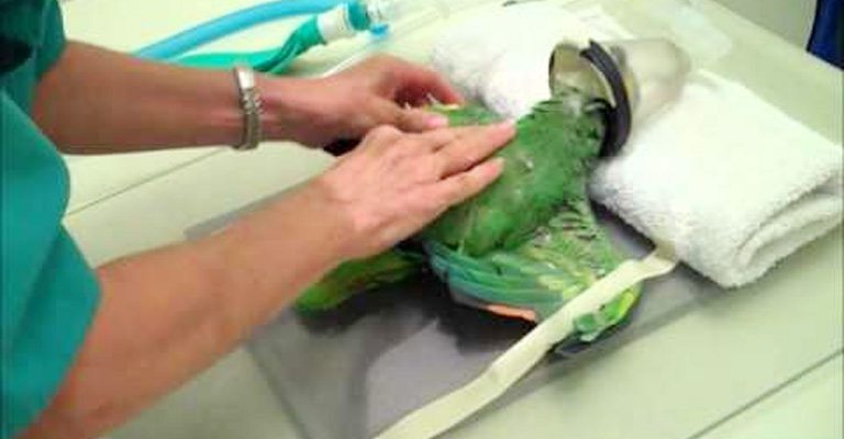 Treatment Of Liver Disease In Birds