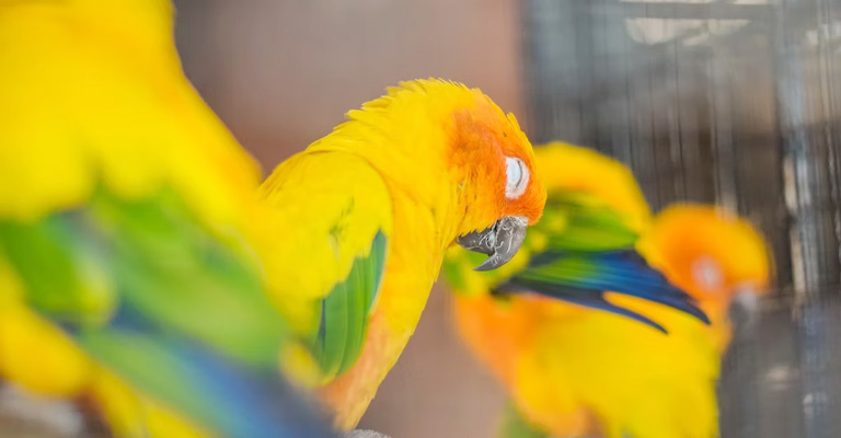 Treatment Options For Conure Head Bobbing