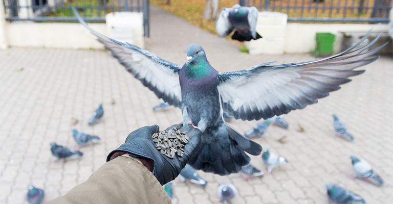 Understanding Pigeon Behavior