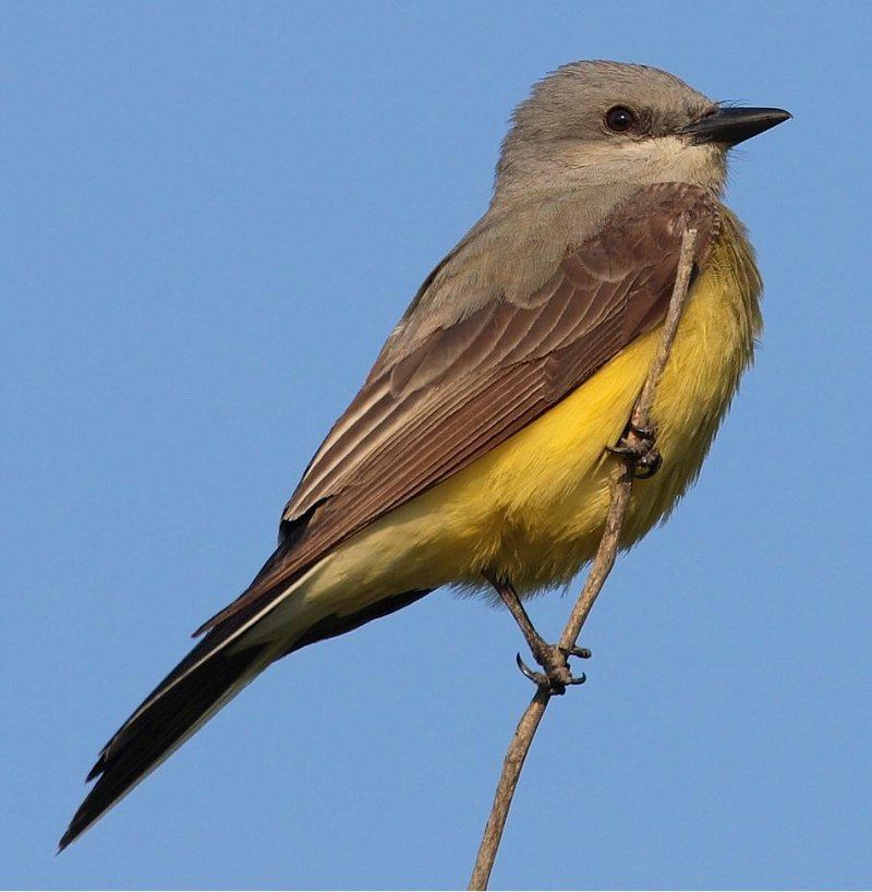 Western_kingbird__33