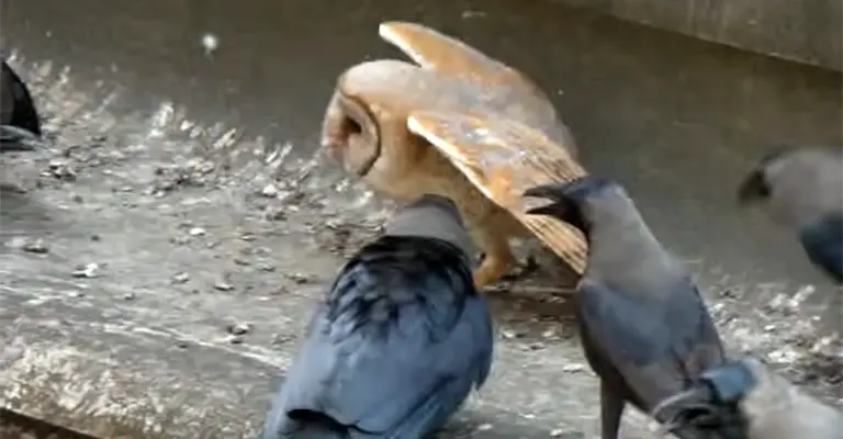What Animals Do Crows Attack
