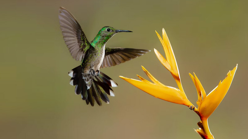 What Are Some Examples of Colors That Hummingbirds Might Not See