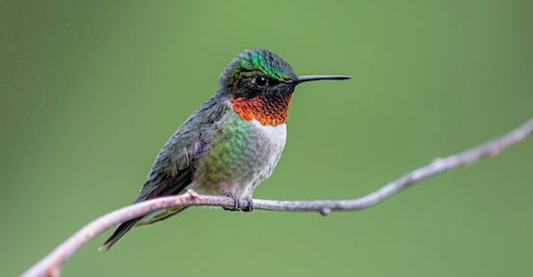 What Are Some Short Hummingbird Sayings
