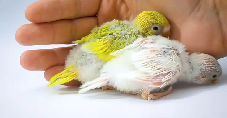 What Are The Different Budgie Chick Growth Stages